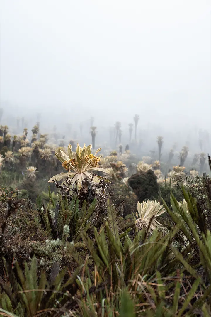 paramos nariño