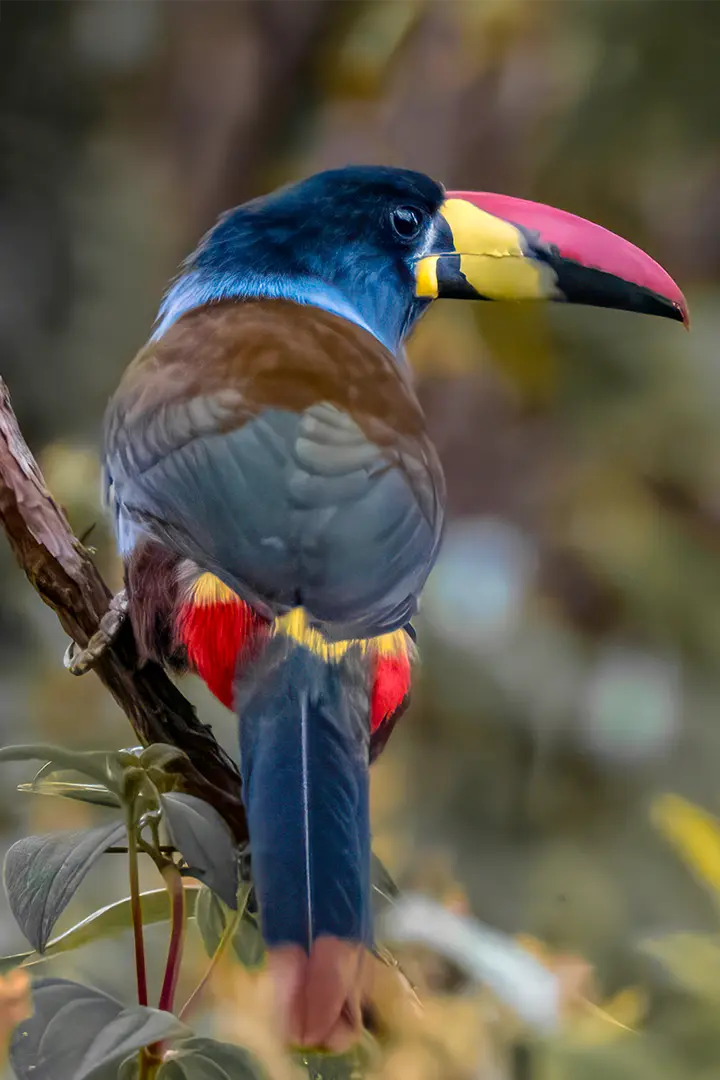 ave de nariño colombia